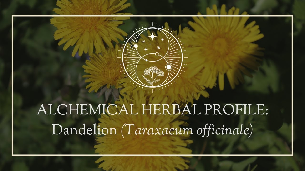 Alchemical Herb Profile: Dandelion (Taraxacum officinale) - YouTube