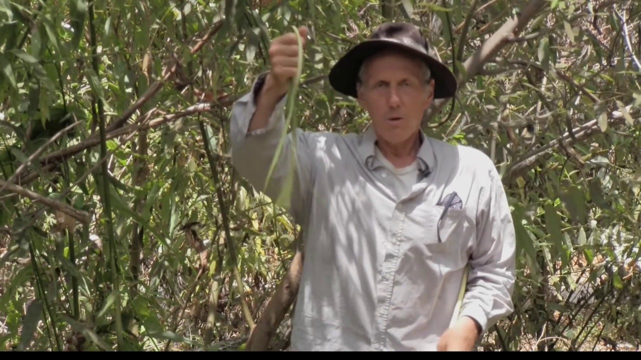 THE WILLOW TREE and its many uses - YouTube