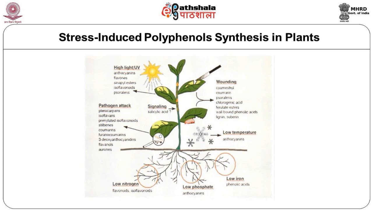 Phenolic Compounds –Flavonoids –flavones and flavonols - YouTube
