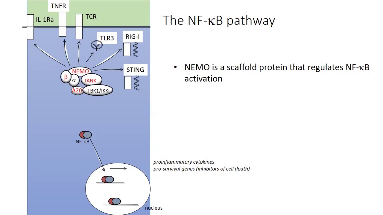 NEMO Deficiency and Other Disorders of NF-kB Regulation - YouTube