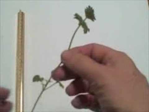 EatTheWeeds: Episode 14: Henbit, Lamium amplexicaule - YouTube