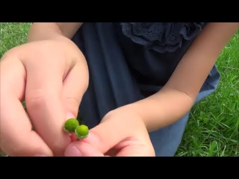 Making Pineappleweed Tea - YouTube