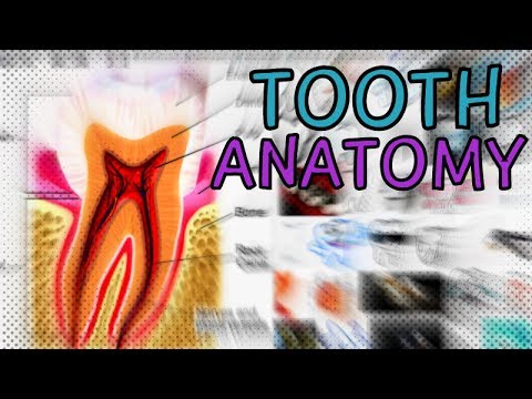 Tooth Anatomy - Explained in 1 Minute! Dental Anatomy - YouTube