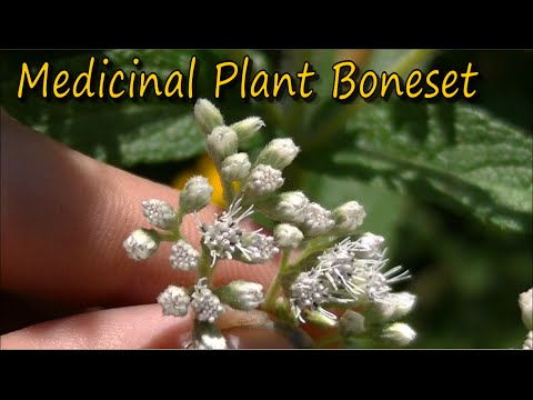 How to Identify Boneset - YouTube