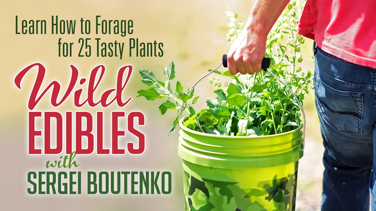 Wild Edibles with Sergei Boutenko | Learn How to Forage for 25 Tasty Plants - YouTube