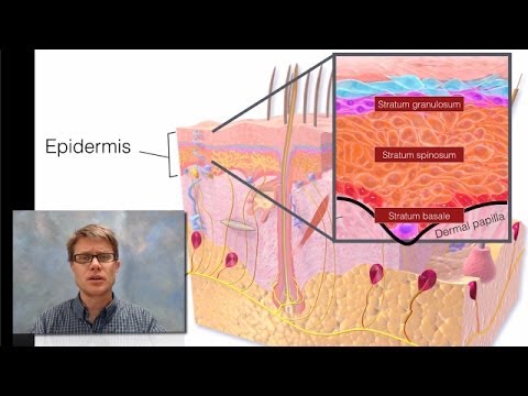 Integumentary System - YouTube