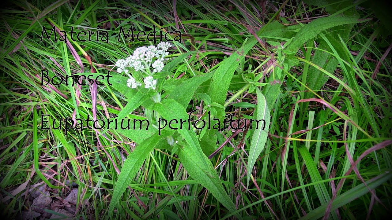 Materia Medica Boneset 8 - YouTube