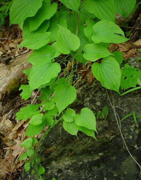 Dioscorea_quaternata_plant