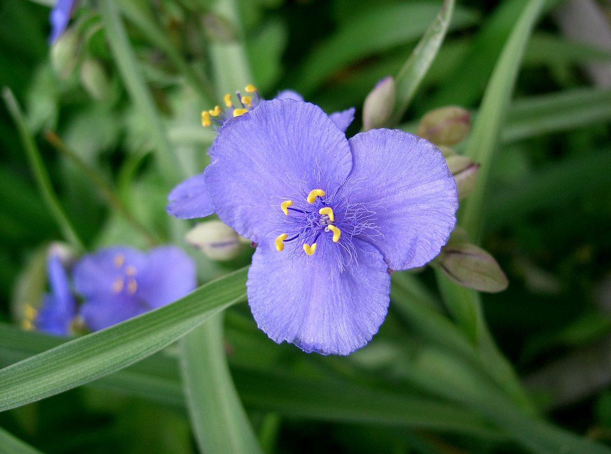 1200px-Tradescantia_ohiensis2