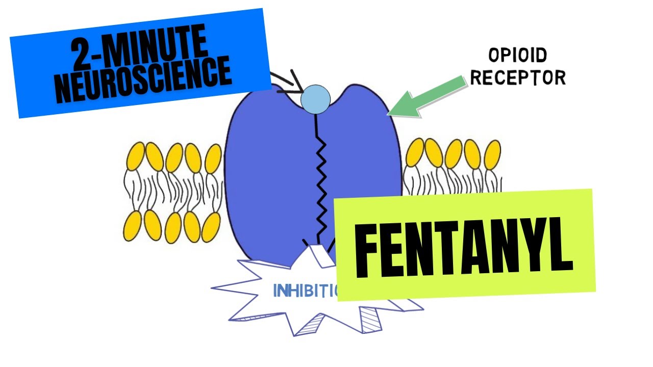 2-Minute Neuroscience: Fentanyl - YouTube