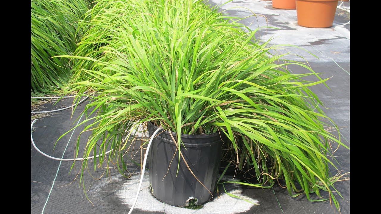 Mosquito-repelling chemicals identified in traditional sweetgrass (video)