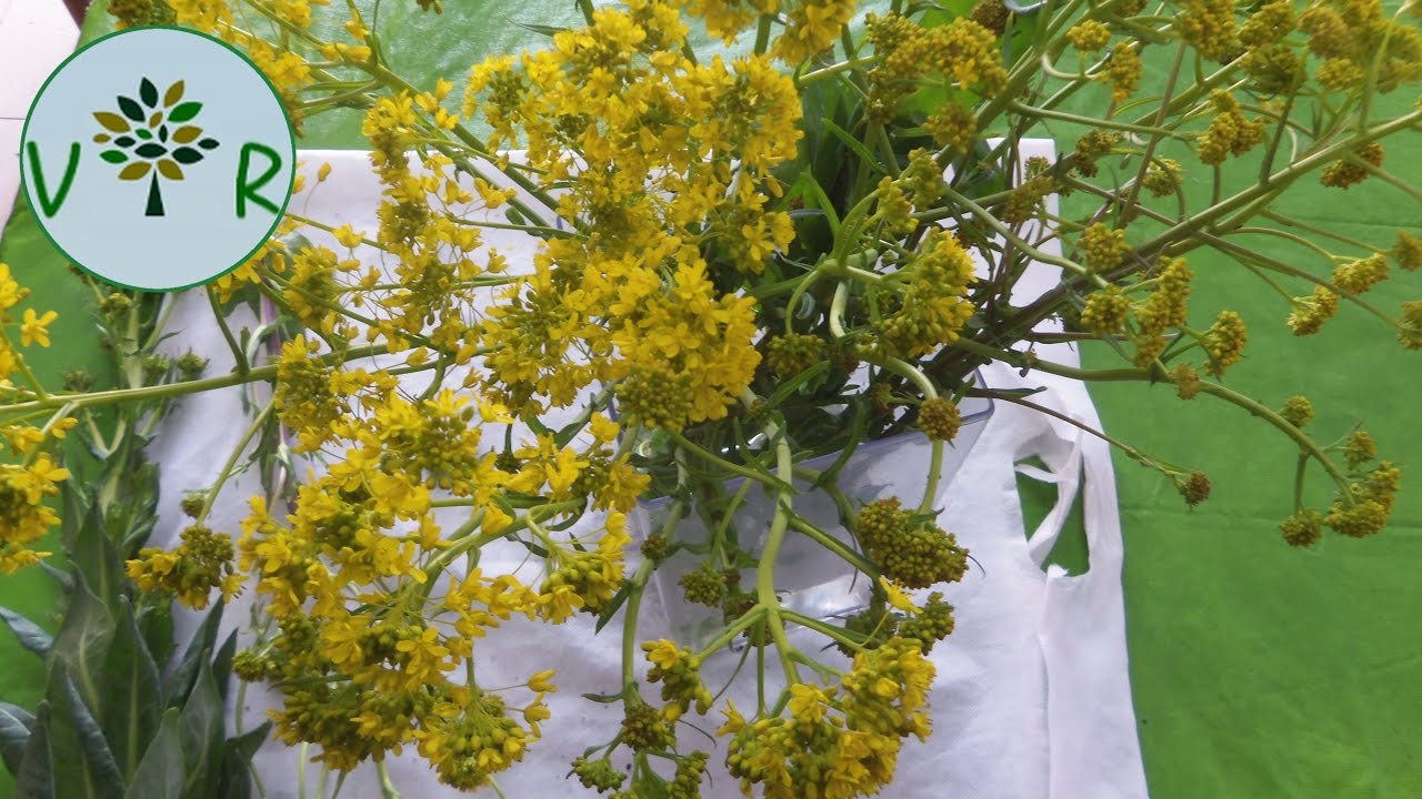 Plantes comestibles - Épisode 4 | Pastel des teinturiers (Isatis tinctoria) - YouTube