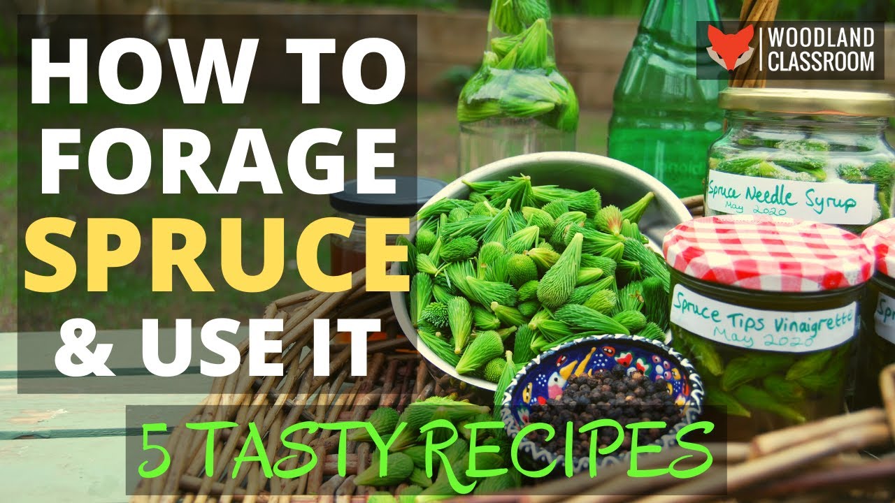 How To Forage Spruce & Use It (5 Tasty Recipes)