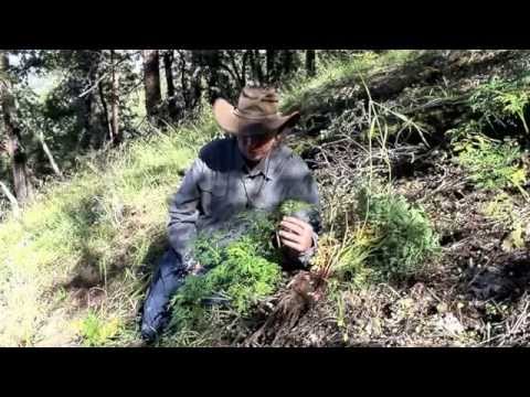 VOYAGE BOTANICA - OSHA - Ligusticum porteri - YouTube