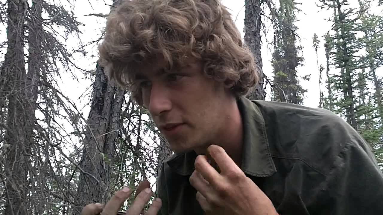 Labrador tea. - YouTube