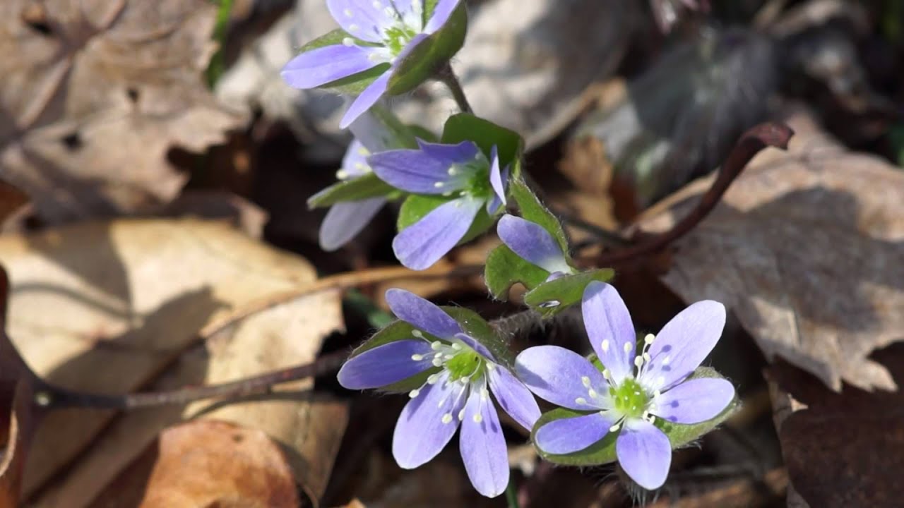 Sharp-Lobed Anemone (Hepatica acutiloba) - YouTube