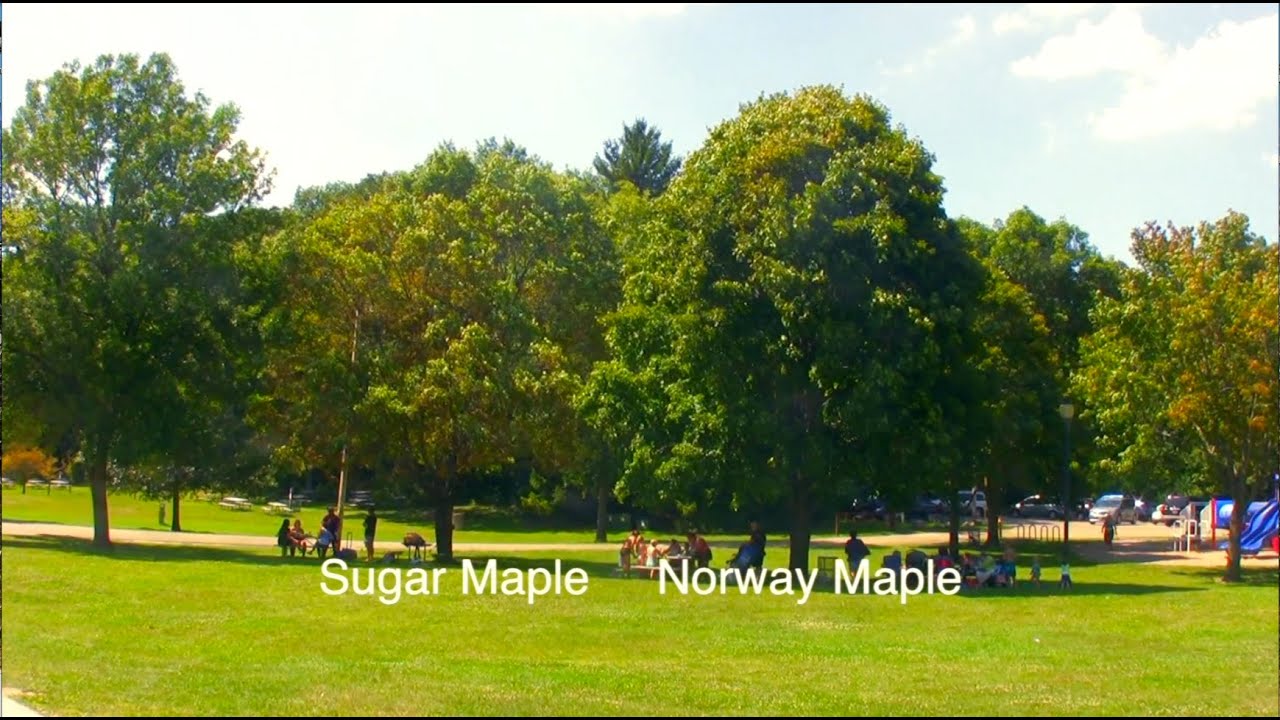 How to Tell Sugar & Norway Maple Apart - YouTube