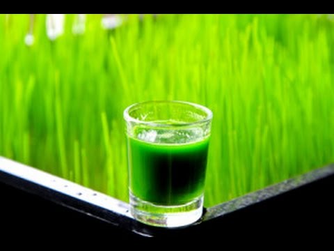 Is Wheat Grass Gluten Free? - YouTube