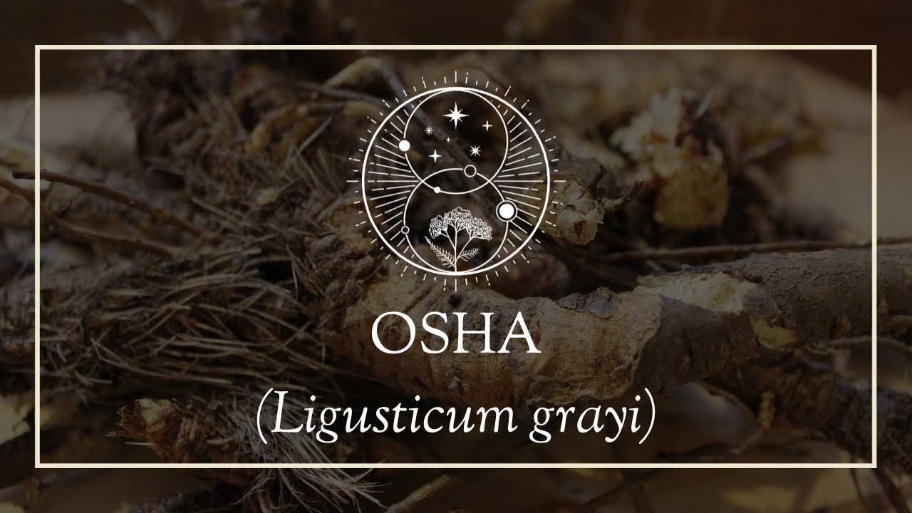 Herb Profile: Osha (Ligusticum grayi) - YouTube