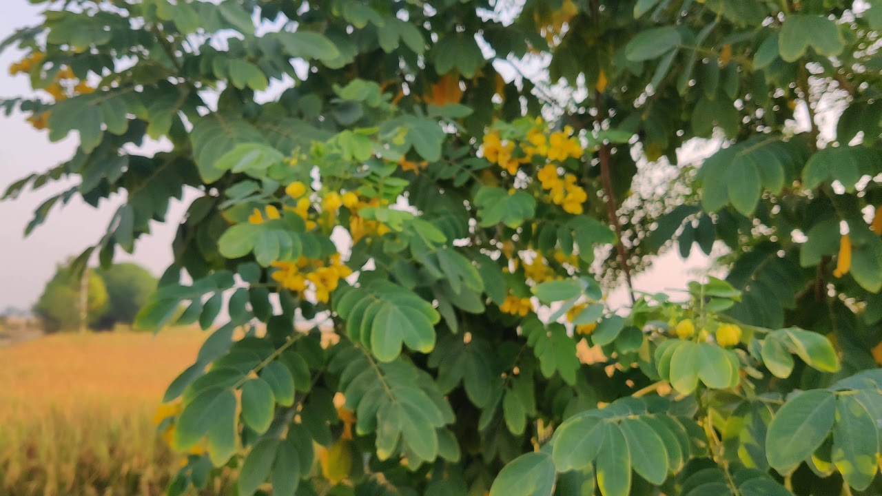 Senna alexandrina (Alexandrian senna) It is used in herbalism. October 2020 - YouTube