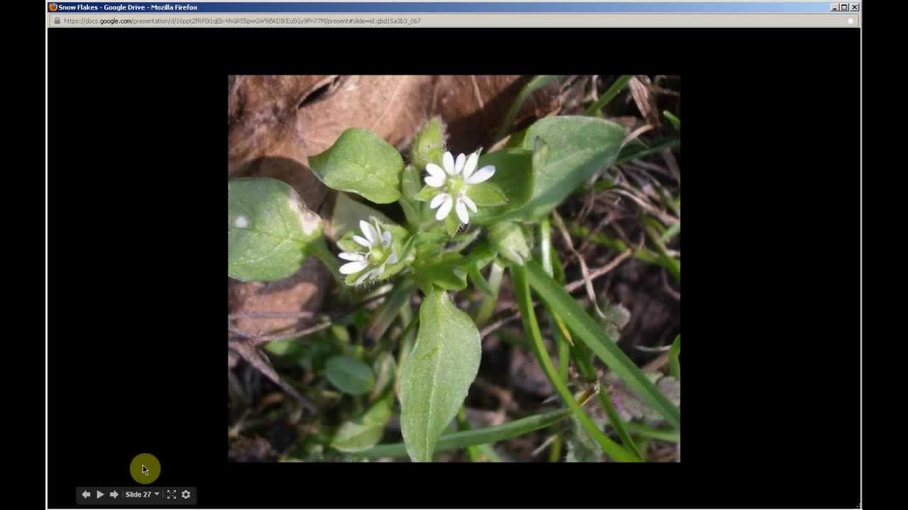 Stellaria media | Chickweed (Pt 1 of 2) - YouTube