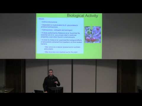 Arctostaphylos uva ursi (Bearberry) - YouTube