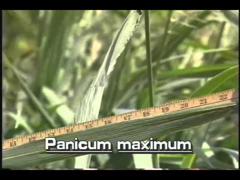 How to identify Guineagrass Panicum maximum - YouTube