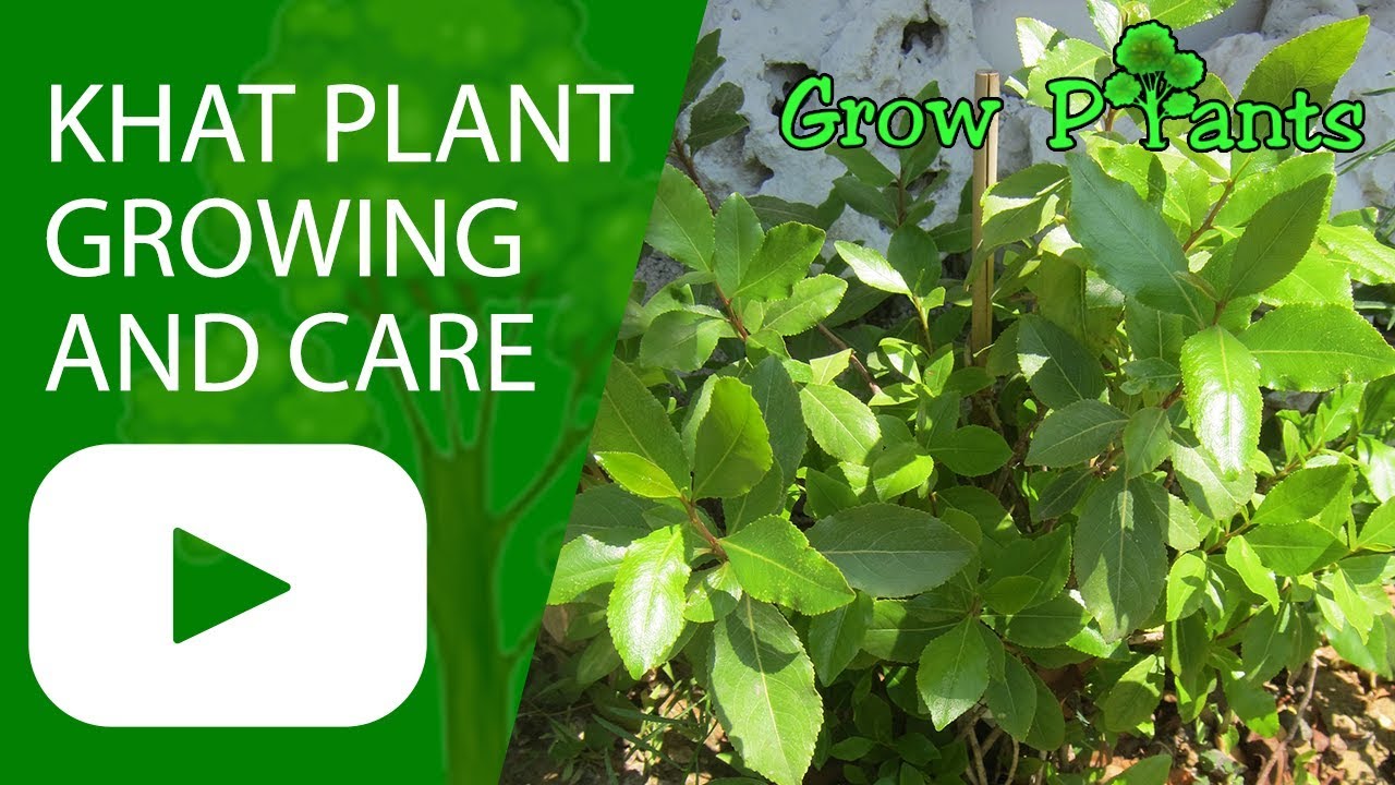 Khat plant - growing and care ( edible and medical) - YouTube