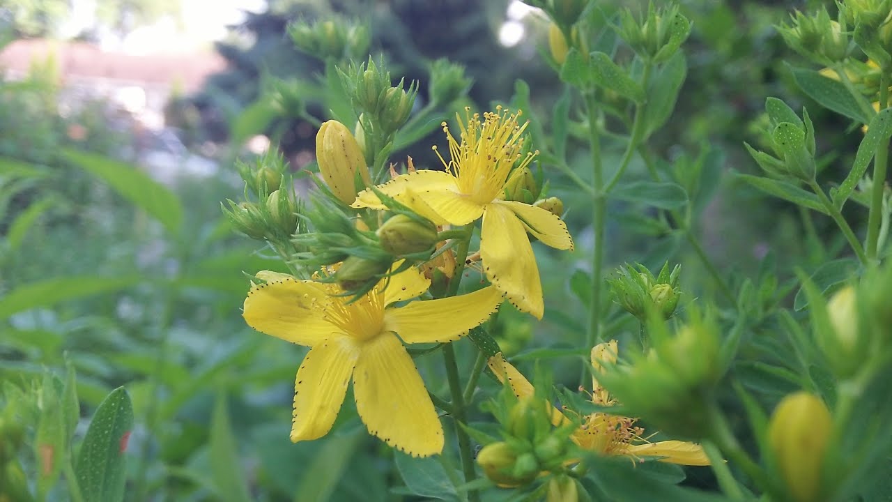 How To Identify St John's Wort Medicinal Plant - Herbal Remedy for Depression and More - YouTube