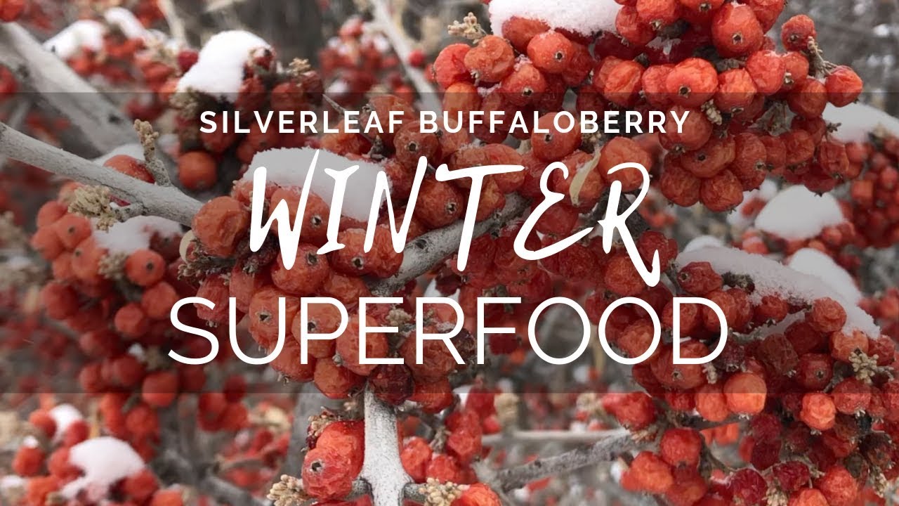 Silverleaf Buffaloberry | Winter Superfood - YouTube