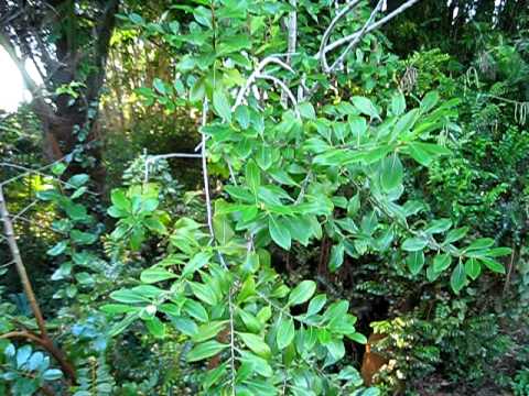 Catha edulis in flower - YouTube