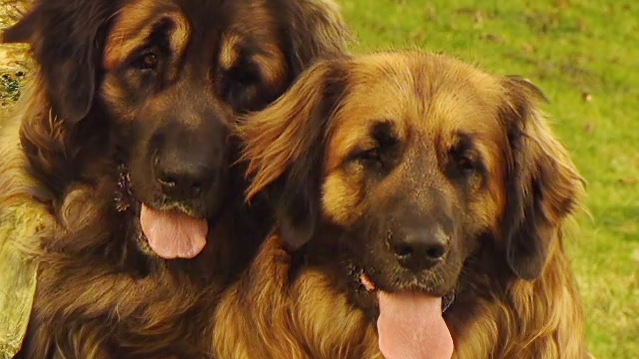 Dog Training Secrets That Really Work (Animal Documentary) - YouTube
