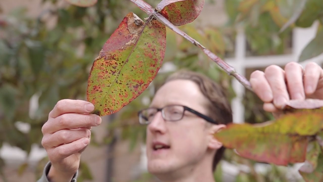 Eucalyptus Leaves - YouTube