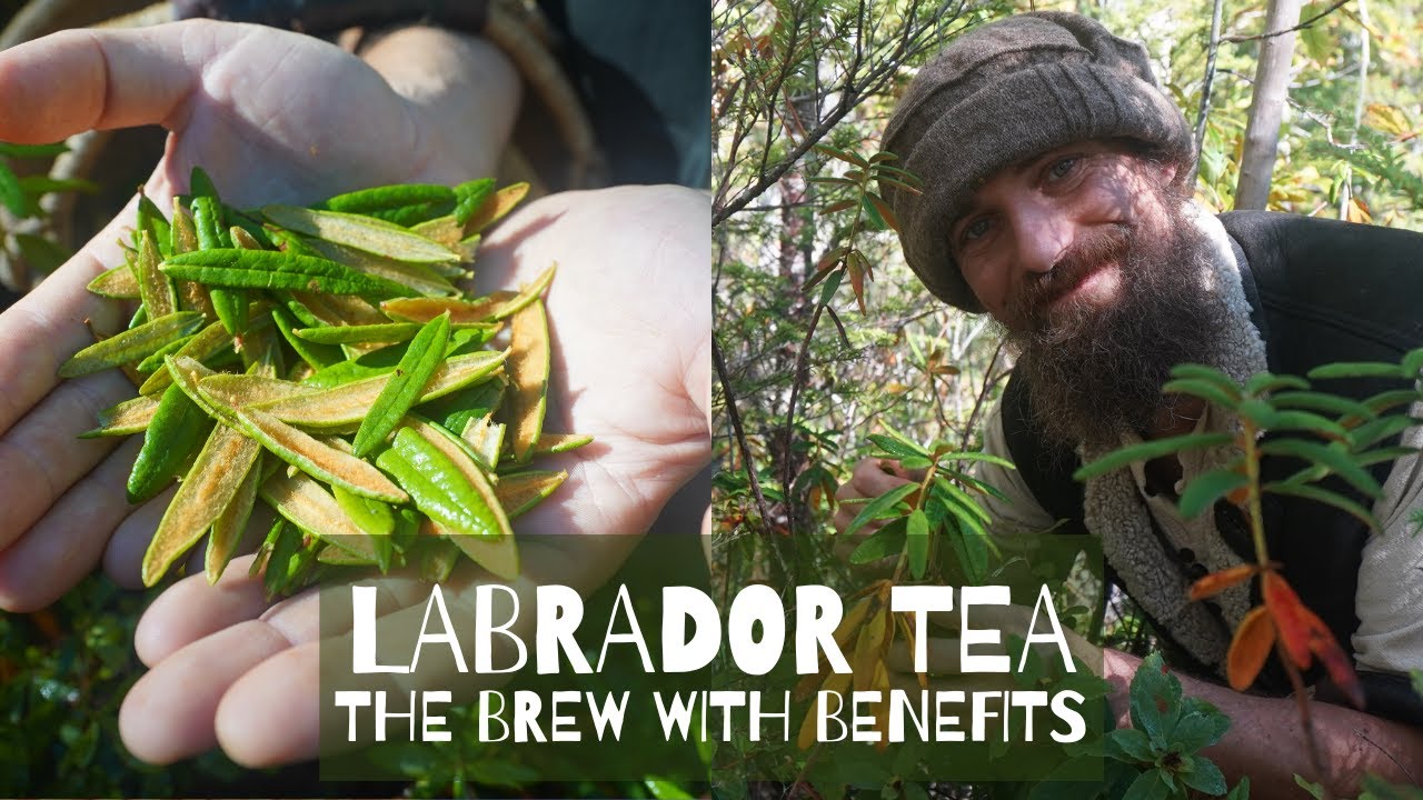 Labrador Tea - The Brew with Benefits - YouTube