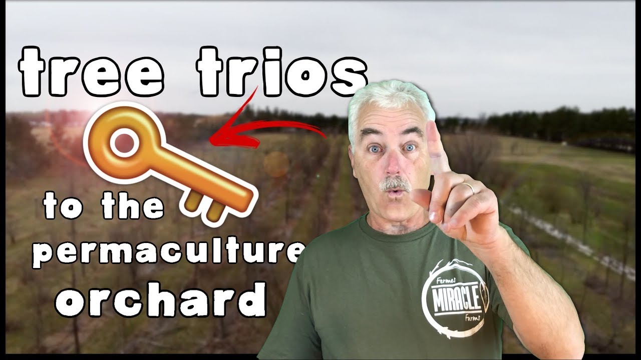 TREE TRIOS THE KEY TO THE PERMACULTURE ORCHARD - YouTube