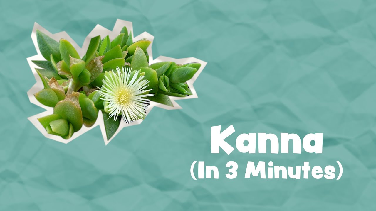 "Natural MDMA" ? | Kanna Explained In 3 Minutes - YouTube
