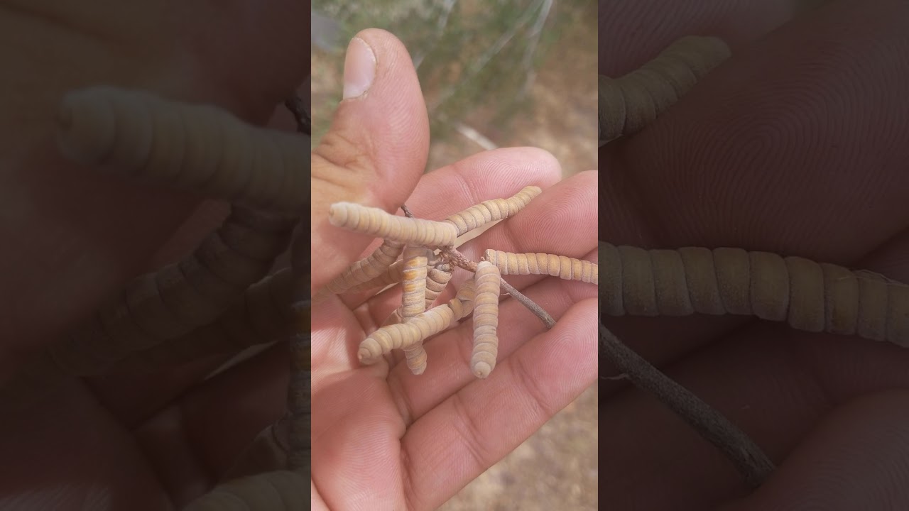 Prosopis pubescens, Screwe Bean Mesquite - YouTube