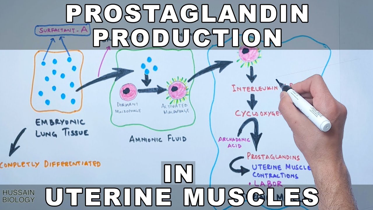Role of Embryonic Lungs in Uterine Contraction| Cyclooxygenase-2 Signalling - YouTube
