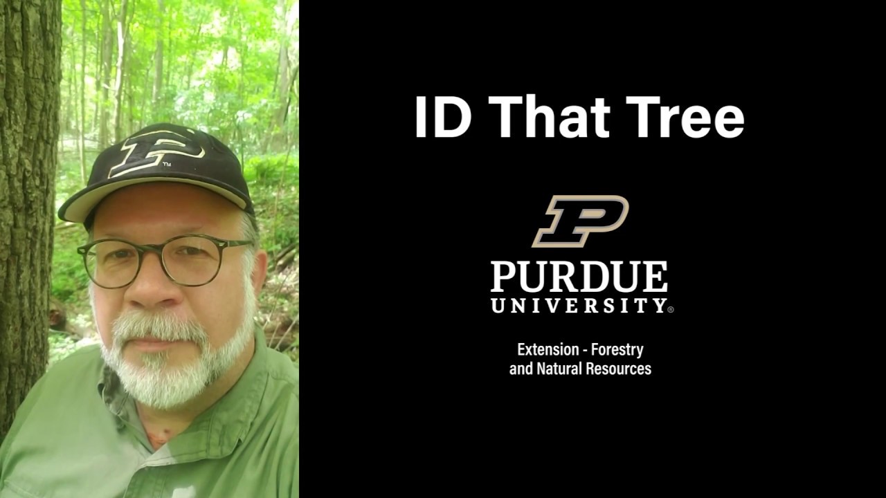 ID That Tree: Silver Maple - YouTube