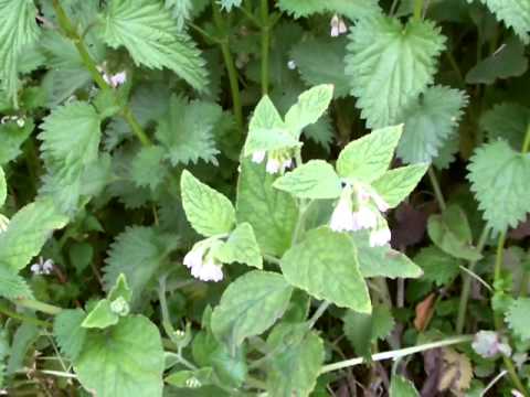 Wild plant food journey's # 30 Our wild comfrey (Symphytum officinale) - YouTube