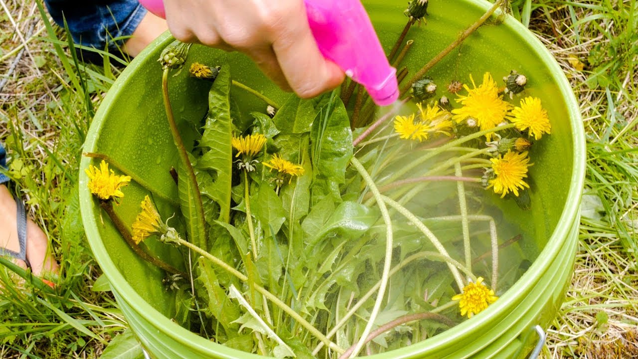 Helpful Tools for Foraging Wild Edibles with Sergei Boutenko - YouTube
