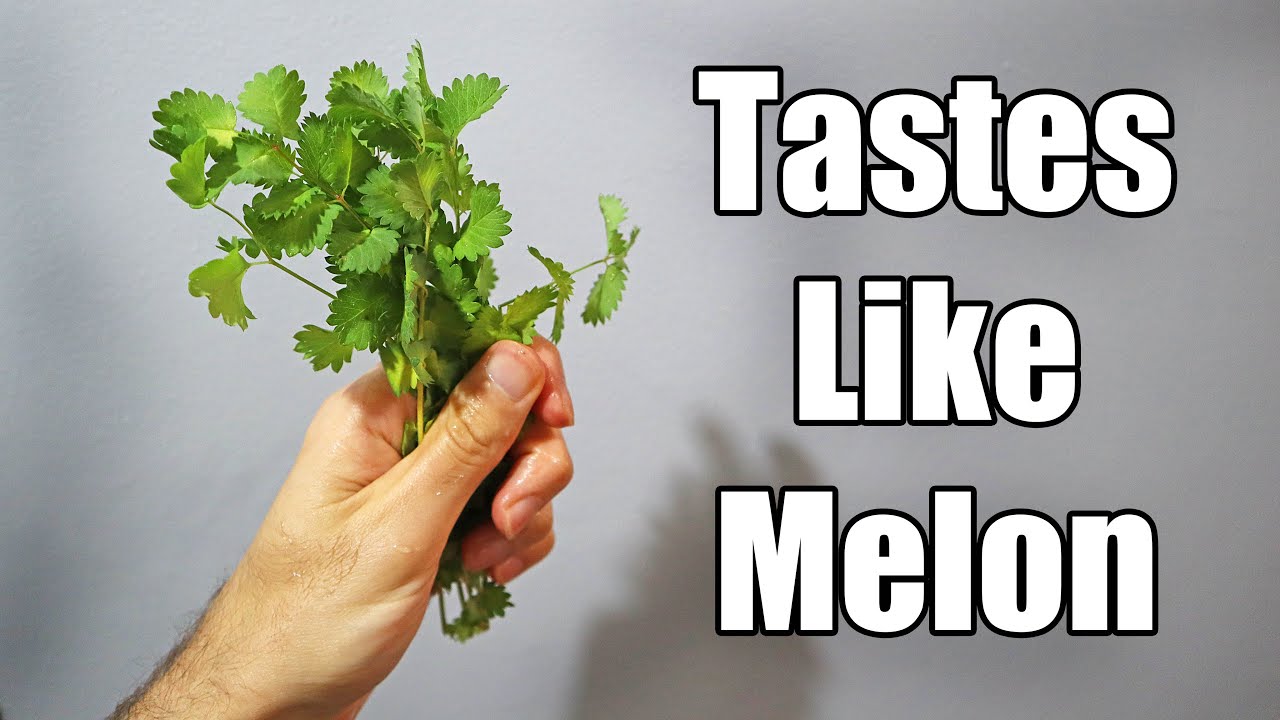 LOVAGE & BURNET : Two Uncommon herbs with surprising flavors!- Amazing Plants - YouTube