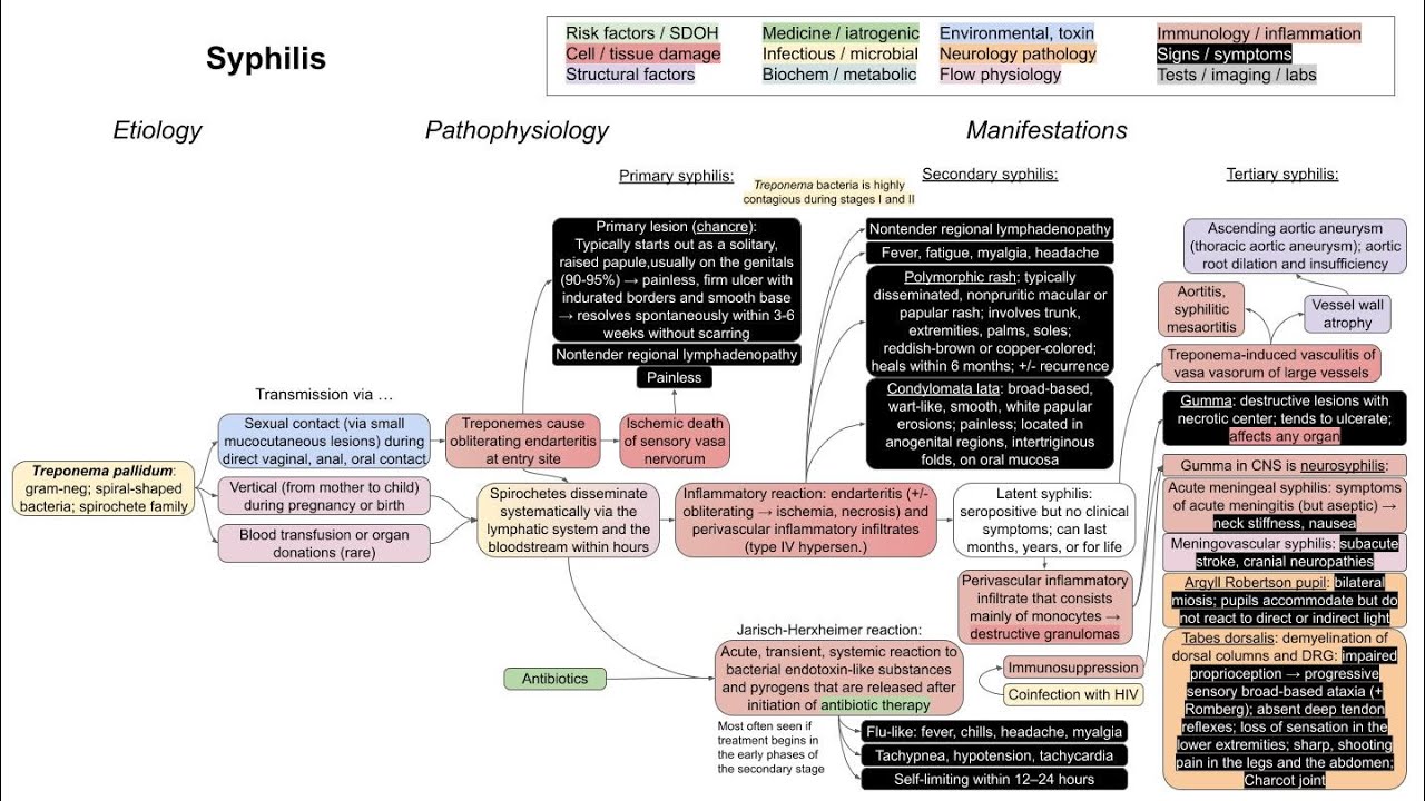 Syphilis (mechanism of disease) - YouTube