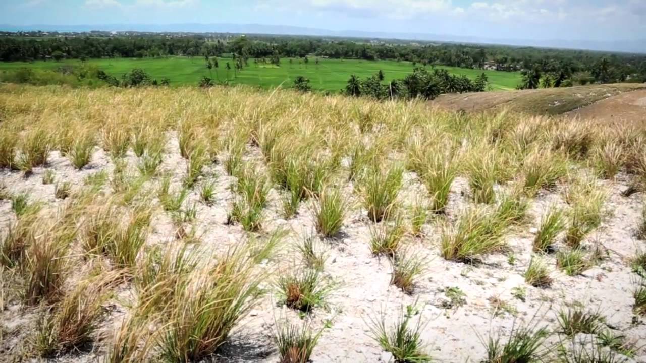 VETIVER HAITI - YouTube