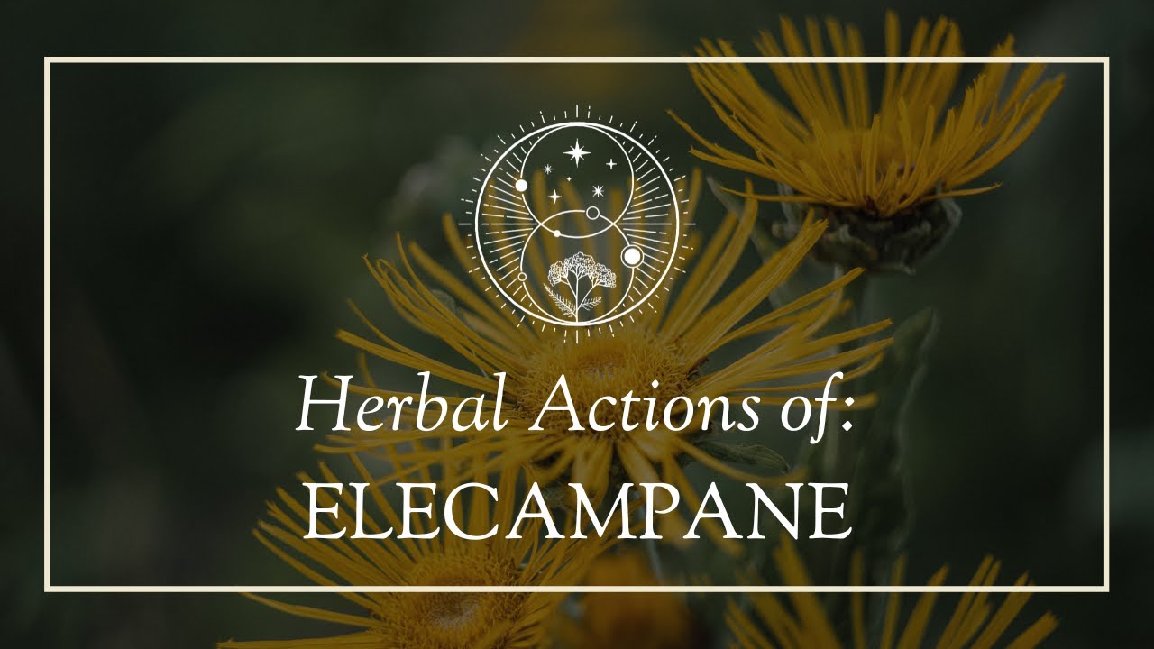 The Herbal Actions of Elecampane - YouTube