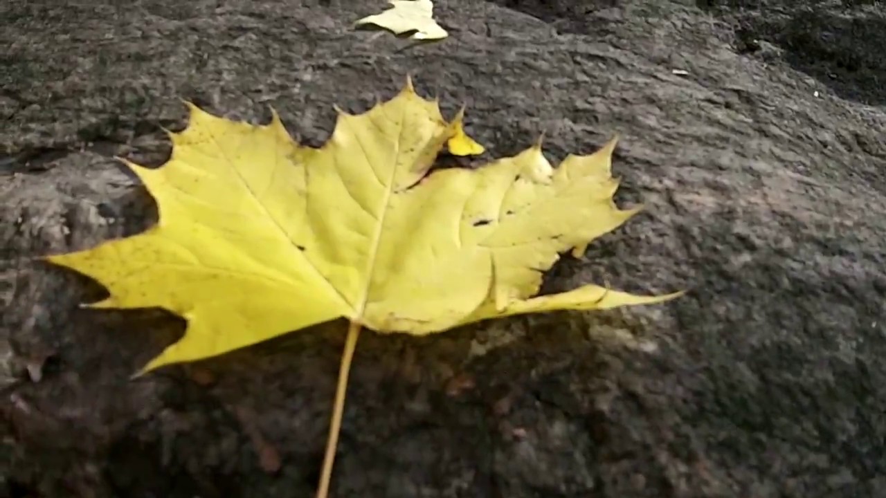 Sugar Searchers-How to Identify a Sugar Maple Tree - YouTube