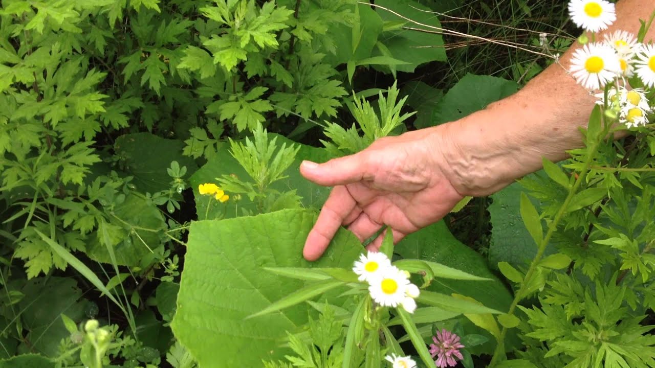weed identification and hypericum perforatum - Saint joan's wort with Susun Weed - YouTube