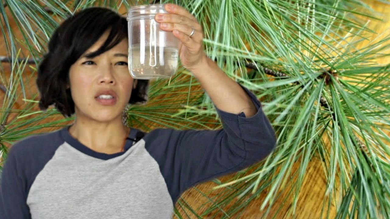 PINE NEEDLE TEA -- 18th century treatment for scurvy ...