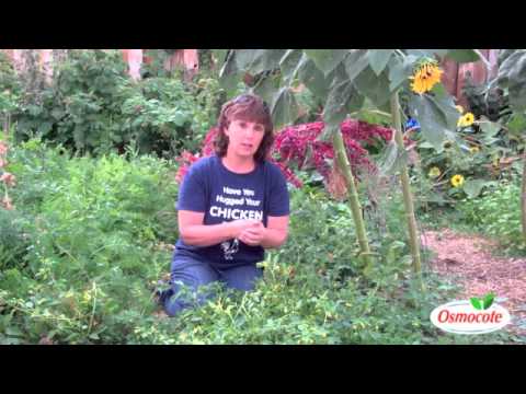 Garden Cousins: Tomatillos and Ground Cherries - YouTube