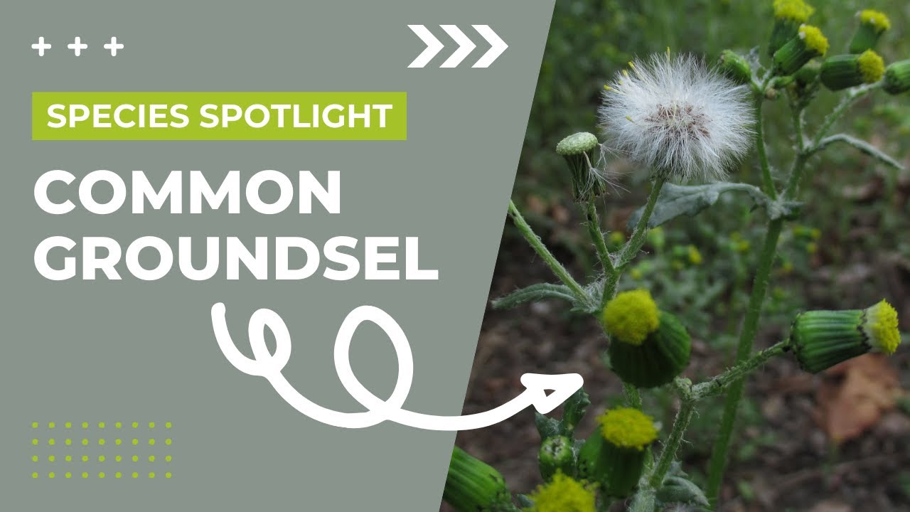 Species Spotlight | Common Groundsel (Senecio vulgaris) - YouTube